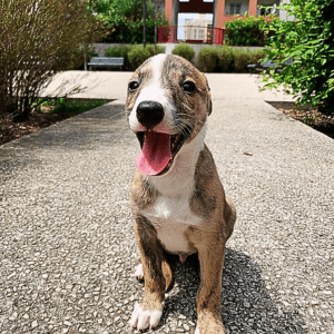 Cute Whippet Puppies near me for sale