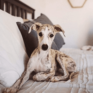 Whippet Puppies for sale in India