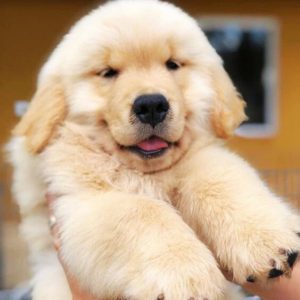 Registered Golden Retriever Puppies for sale in Delhi