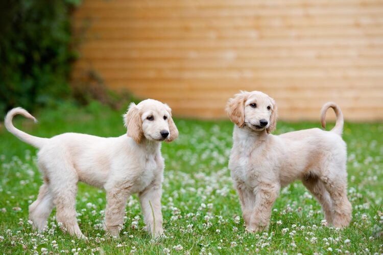 Afghan Hound Puppies For Sale