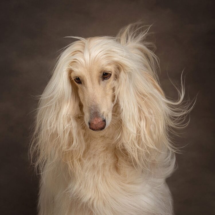 Afghan Hound Puppies For Sale