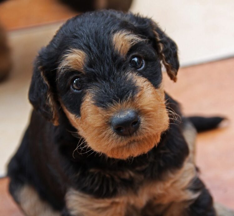 Airedale Terrier Puppies For Sale