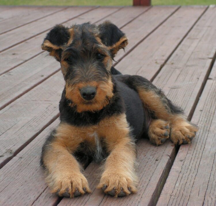 Airedale Terrier Puppies For Sale