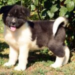 Brown and white Akita puppy with blue eyes – top dog breed for protection