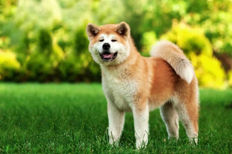 buy akita puppies near me