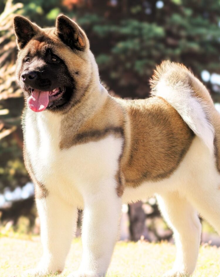 buy akita puppies india