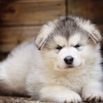 Beautiful Alaskan Malamute for sale India