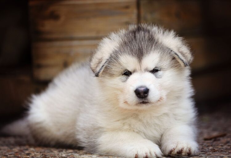 Beautiful Alaskan Malamute for sale India