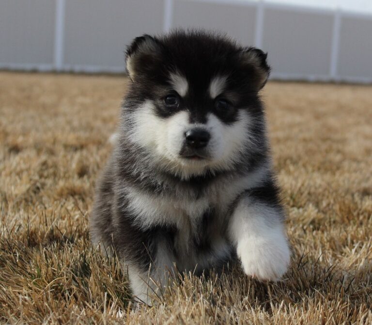 Alaskan Malamute puppies- vaccinated for sale near me