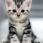 Cute American Shorthair Cats for sale in India