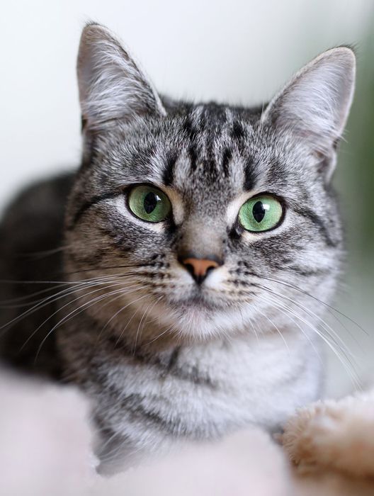 American Shorthair Cats for sale in delhi- vaccinated