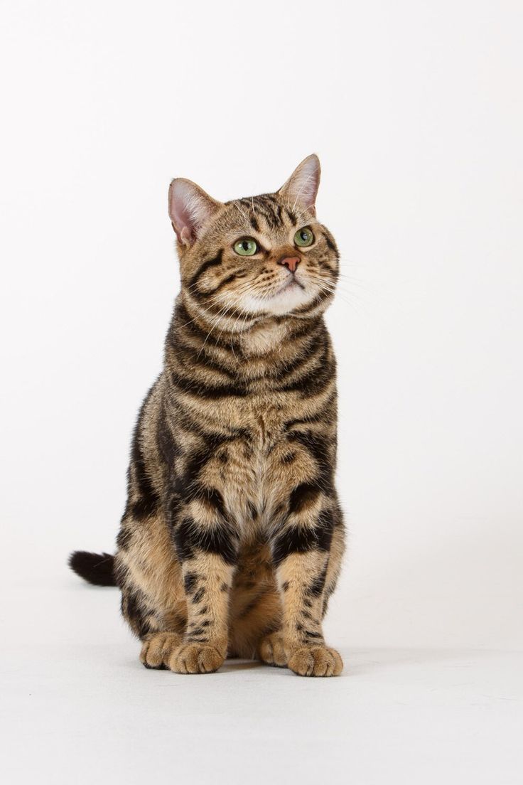 Buy American Shorthair Cats near me
