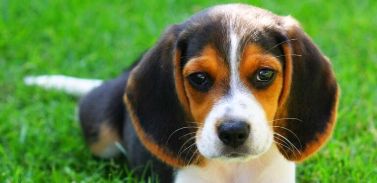 Adorable Beagle Puppy for Sale in india