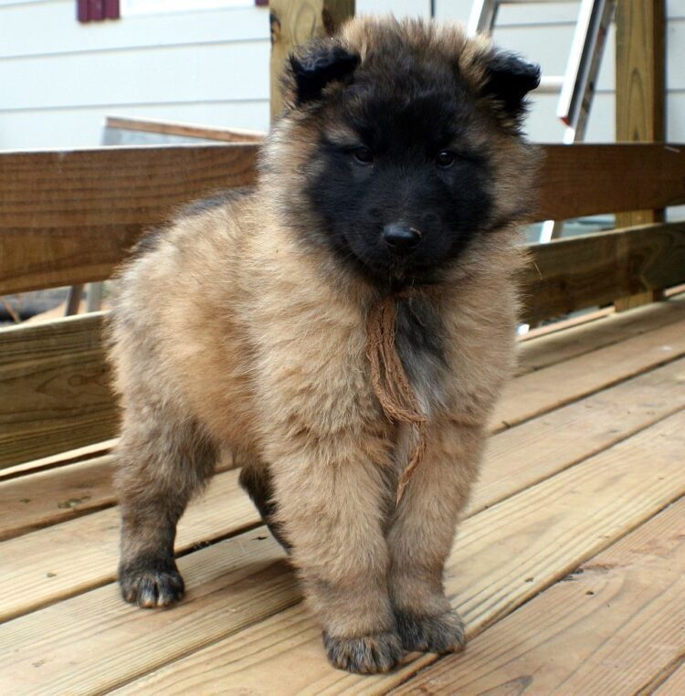 Belgian Tervuren Puppies For Sale