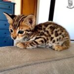 Bengal Cats/Kittens For Sale in Delhi