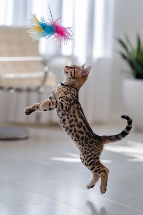 Buy Beautiful Bengal Kittens in delhi, India