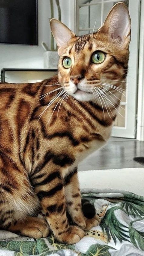Beautiful Bengal Kittens for sale- vaccinated near me