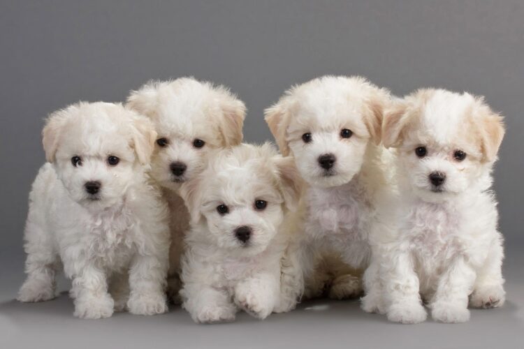 Bichon Frise Puppies For Sale