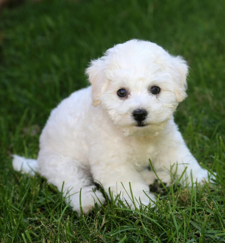 Bichon Frise Puppies For Sale