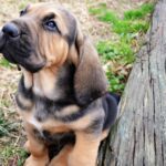 Bloodhound Puppies For Sale