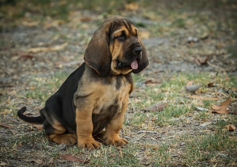 Bloodhound Puppies near me