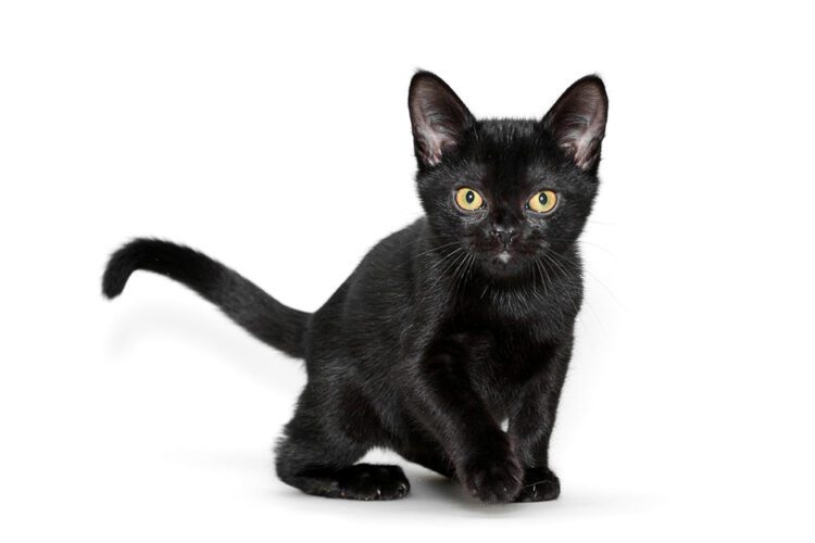 Bombay Cat