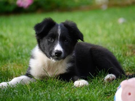 Border Collie Puppies in delhi