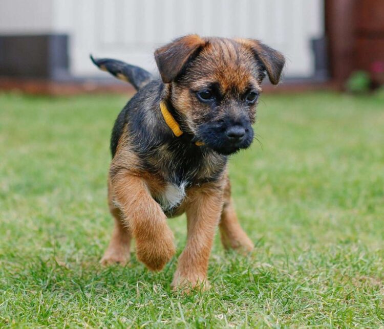 Border Terrier Puppies For Sale