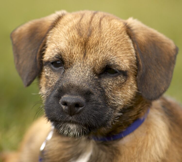 Border Terrier Puppies For Sale