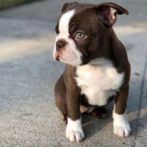 Boston Terrier Puppy for sale in India