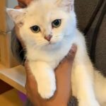British Shorthair for sale