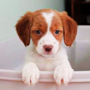 Brittany Spaniel Puppies for Sale in Delhi, India