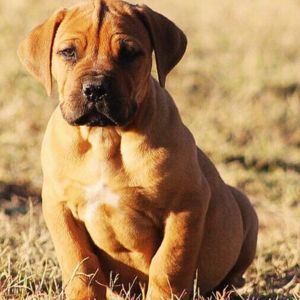 Bullmastiff Puppies for sale in delhi
