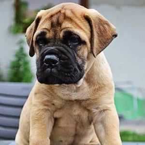 Bullmastiff Puppies for sale in india