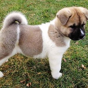 buy akita puppies near me