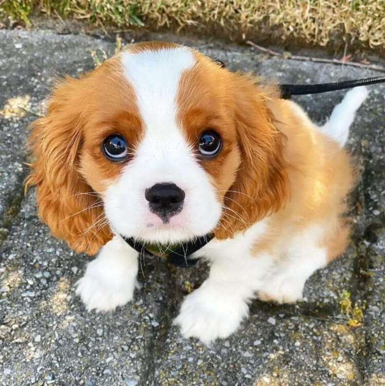 Cavalier King Charles Spaniel Puppies for sale in Delhi, India