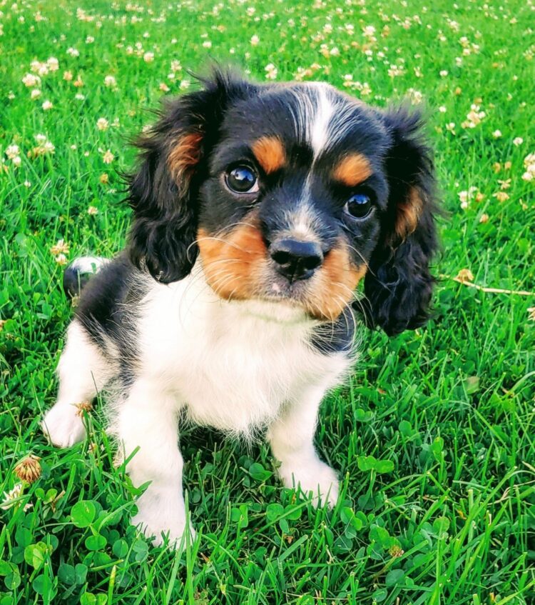 Cavalier King Charles Spaniel for sale near me- registered and vaccinated