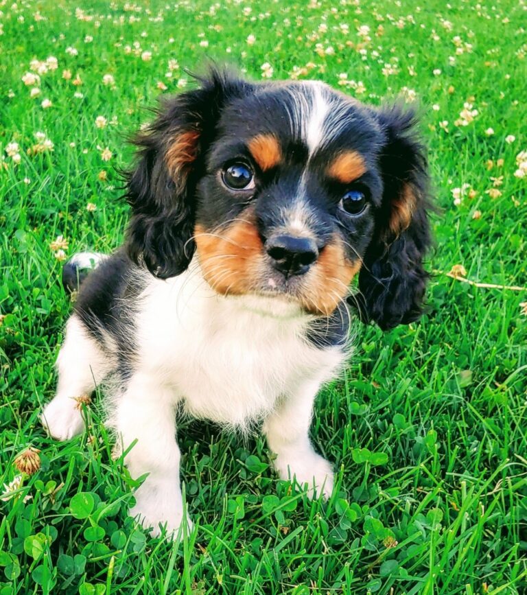 Cavalier King Charles Spaniel for sale near me- registered and vaccinated
