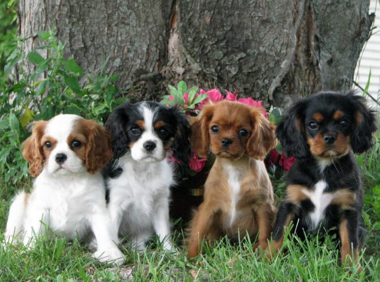 Cavalier King Charles Spaniel puppy for sale in Delhi, India