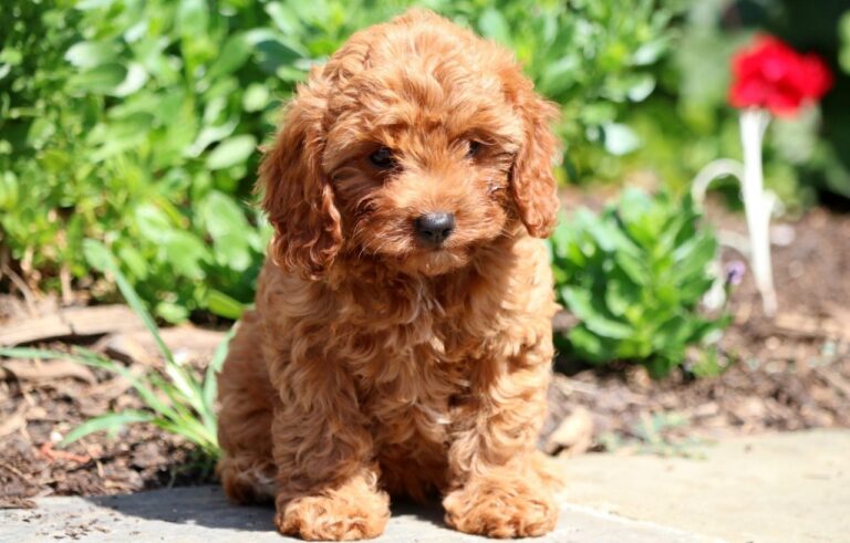 Cavapoo Puppies for sale in india