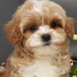 Cavapoo Puppies For Sale