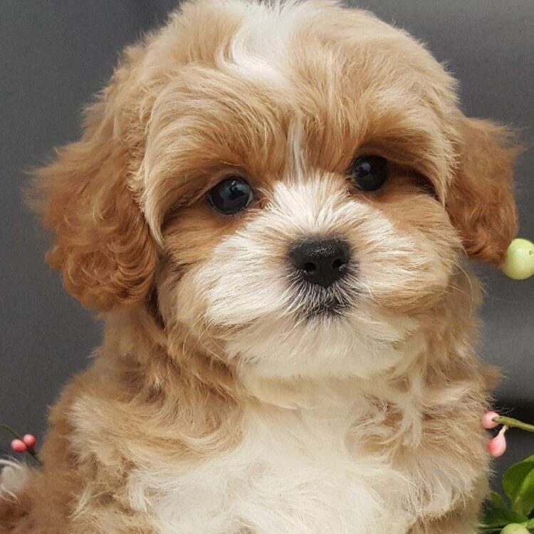 Cavapoo Puppies For Sale