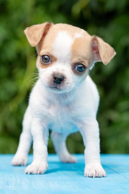 Buy Cute Chihuahua Puppies India