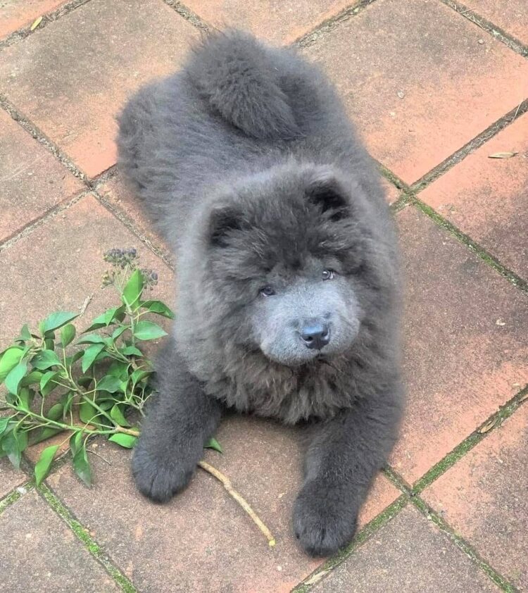 Buy registered Chow Chow puppy near me