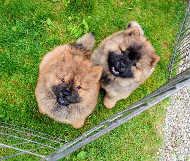 Adorable Cute Chow Chow puppy for sale in Delhi, India