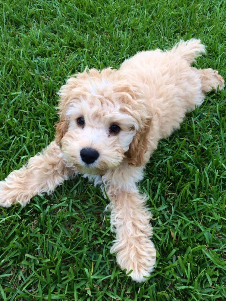 Cockapoo puppies for sale in Delhi, India