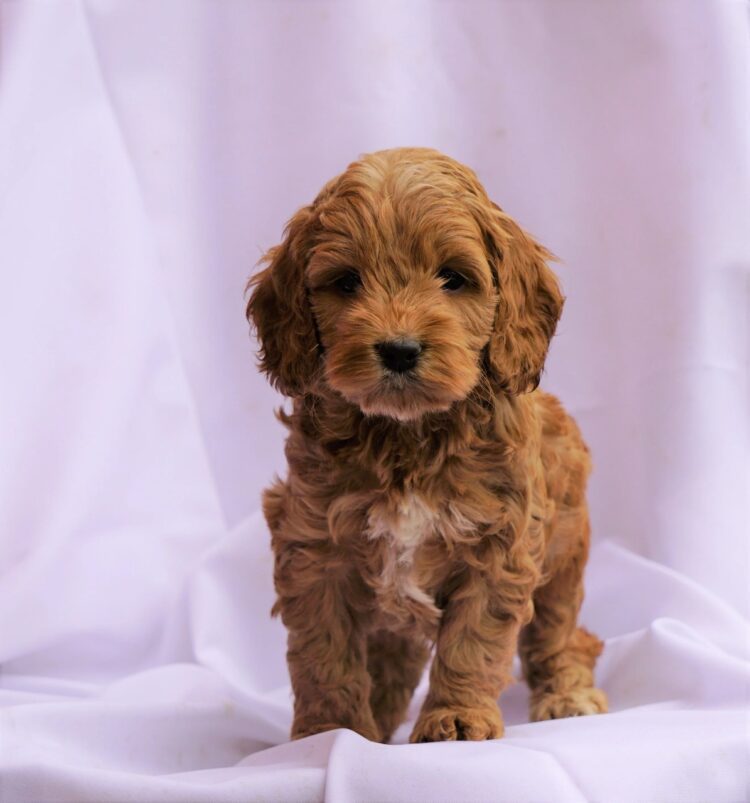 Buy Cockapoo in Delhi- vaccinated