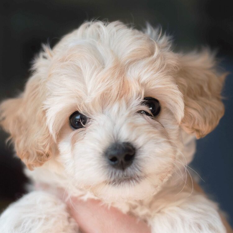 Registered cute Cockapoo puppies for sale near me