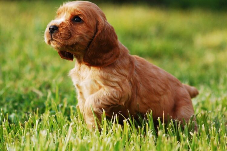 Cocker Spaniel- English Puppies For Sale