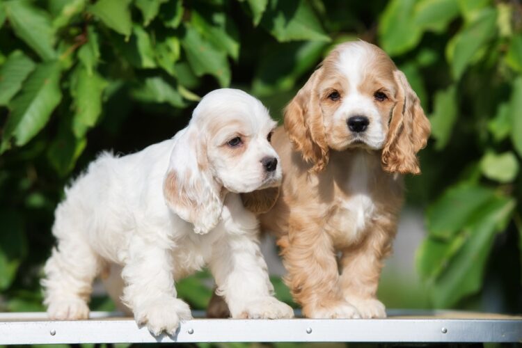 Cocker Spaniel- English Puppies For Sale